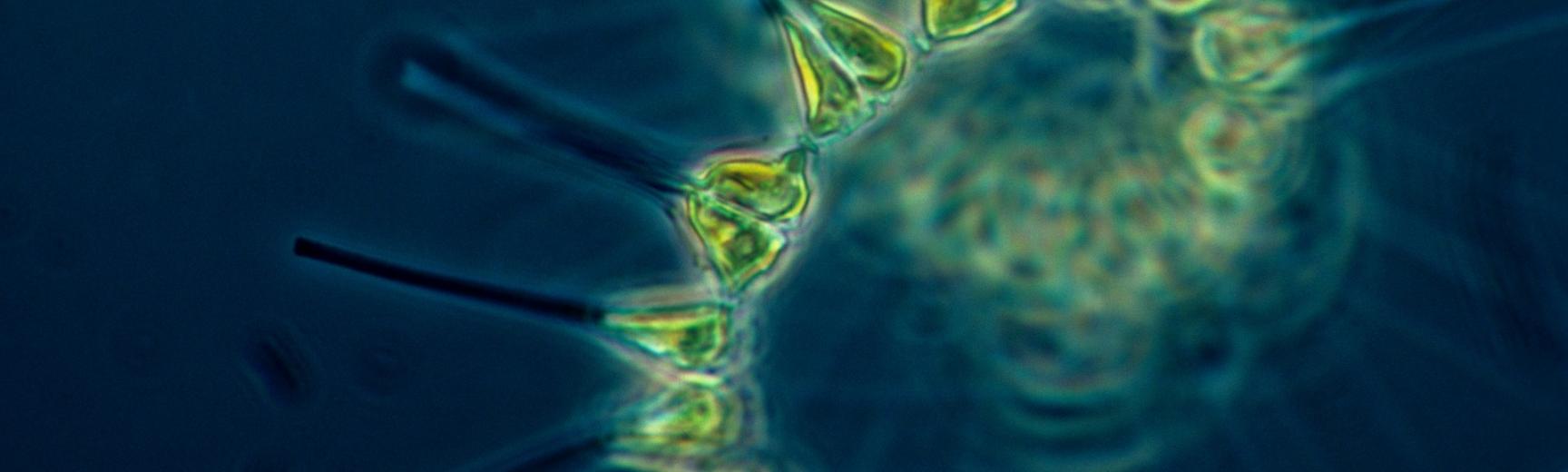 phytoplankton 1348508