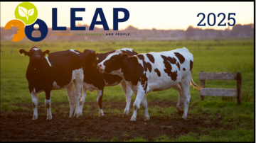 LEAP 2025 Three black and white cows stand in a field with the light behind them. Top left is a logo reading LEAP, Livestock, Environment and People. On the right it says 2025.