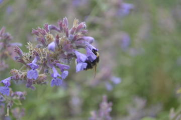 A bumblebee visiting a lavender plant
