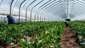 A polytunnel filled with green vegetables. People are kneeling and picking the vegetables, backs to the camera