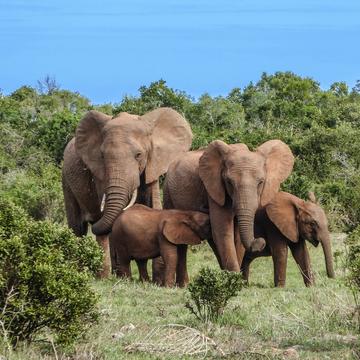 Elephant family 2776148 elephant family 2776148