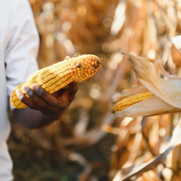 A person stands in a maize field. They are holding a corn cob and wearing a white t-shirt