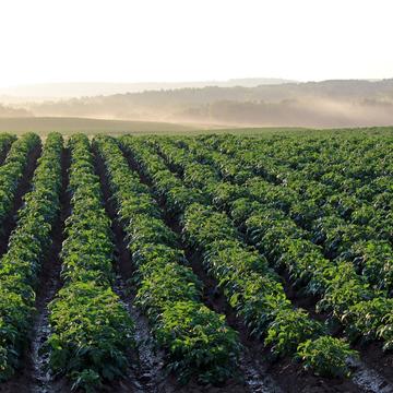 potato field 4357002