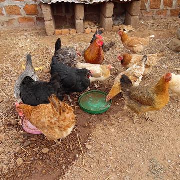 poultry farming 2738652