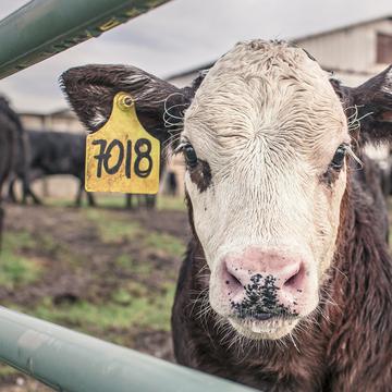Calf 362170 calf 362170