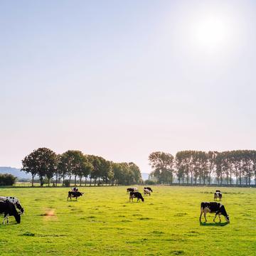 Cattle 9186441920jpg cattle 9186441920jpg