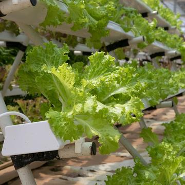 Hydroponics 4255403 hydroponics 4255403