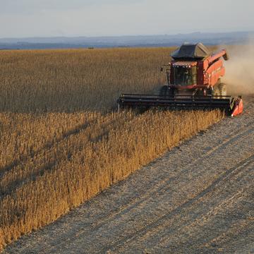 Soybeans 1543071 soybeans 1543071