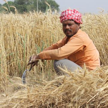 wheat fields 762213 960