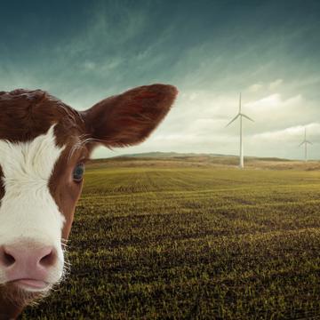 Calf 4177959 calf 4177959