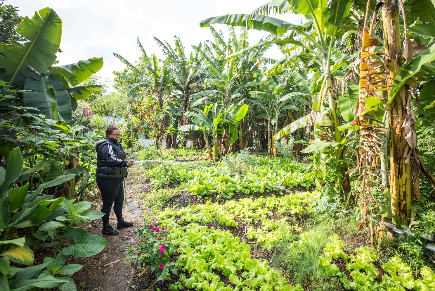 A person stands to the left, watering a garden of vegetables