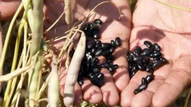 beans 519210 960