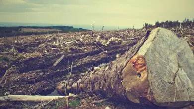 deforestation 405749 960