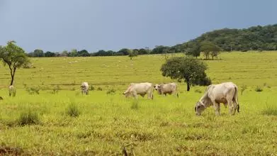 field 2635626