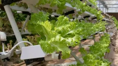 hydroponics 4255403