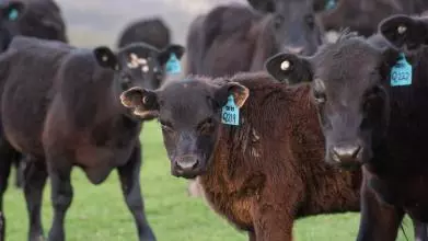 cow 4527003