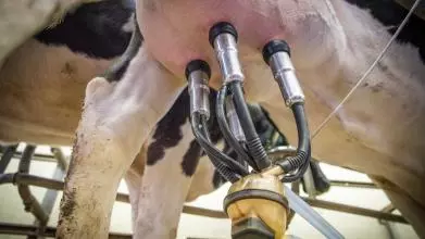 milk 3455395