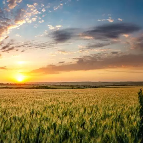 A sun sets in the distance, highlighting grains growing in a large field.