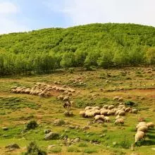sheep 4246443