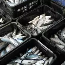 fish 1269891 960