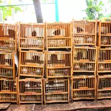 birds 4945927