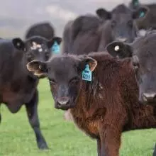 cow 4527003