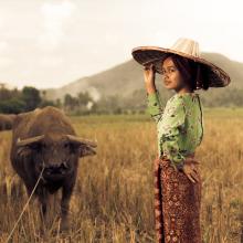 paddy field 2525358