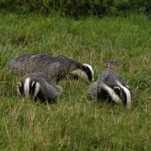 badgers 3790321