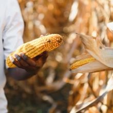 A person stands in a maize field. They are holding a corn cob and wearing a white t-shirt