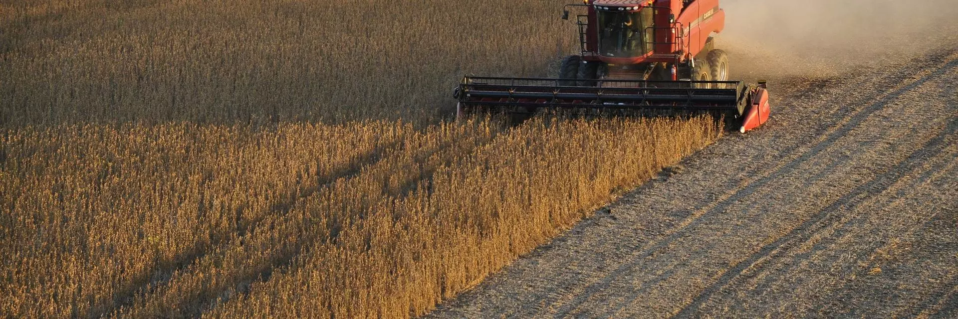 soybeans 1543071