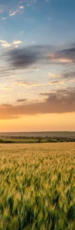 A sun sets in the distance, highlighting grains growing in a large field.